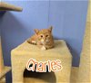 adoptable Cat in  named Charles