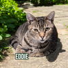 adoptable Cat in linton, IN named Eddie (Munster)