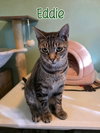 Eddie (Munster) - Photo 1