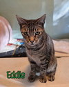 Eddie (Munster) - Photo 3