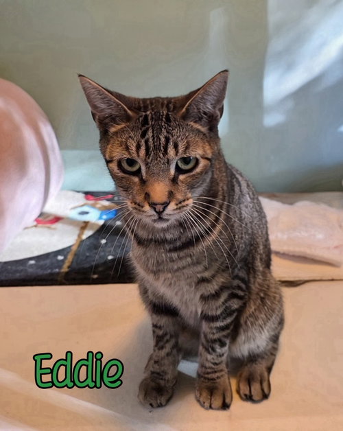 Photo 3 of Eddie (Munster)