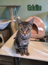 Eddie (Munster) - Photo 4