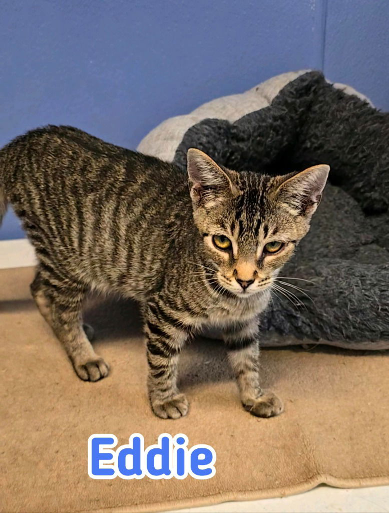 adoptable Cat in Port Clinton, OH named Eddie (Munster)