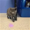 adoptable Cat in  named Sidnee