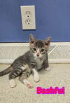 adoptable Cat in Linton, IN named Bashful