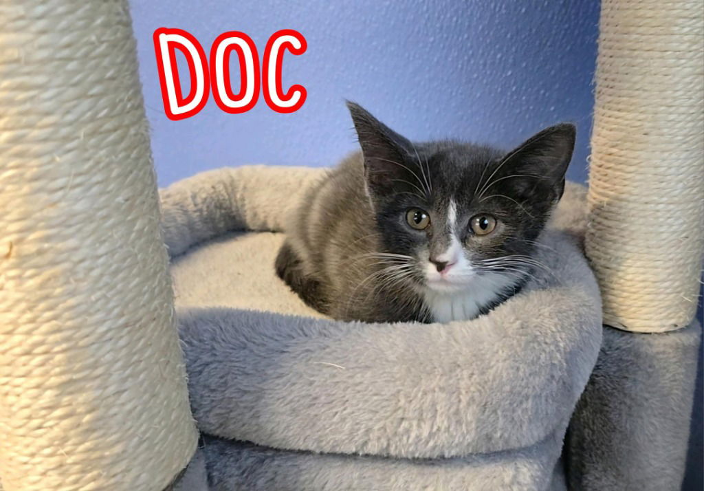 adoptable Cat in Port Clinton, OH named Doc