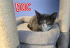 adoptable Cat in Linton, IN named Doc