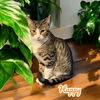 adoptable Cat in linton, IN named Happy