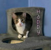 Happy - Photo 2