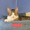 Happy - Photo 3
