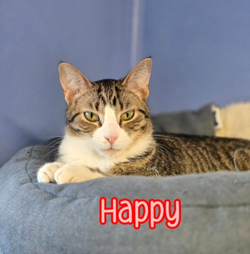 Photo 3 of Happy