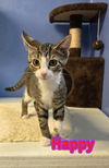 adoptable Cat in Linton, IN named Happy