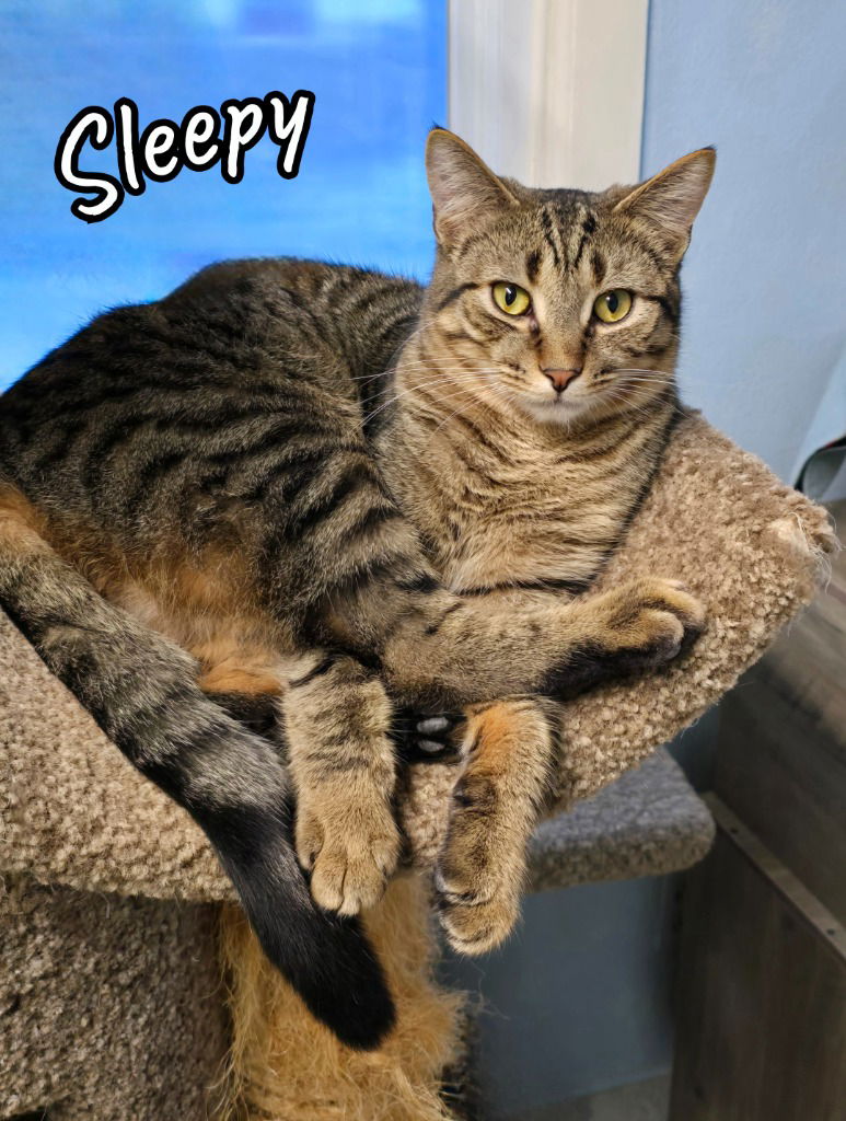 adoptable Cat in Port Clinton, OH named Sleepy