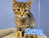 adoptable Cat in Linton, IN named Sleepy