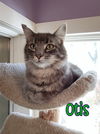 adoptable Cat in linton, IN named Otis (Bay Bridge #2)