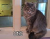 Otis (Bay Bridge #2) - Photo 2
