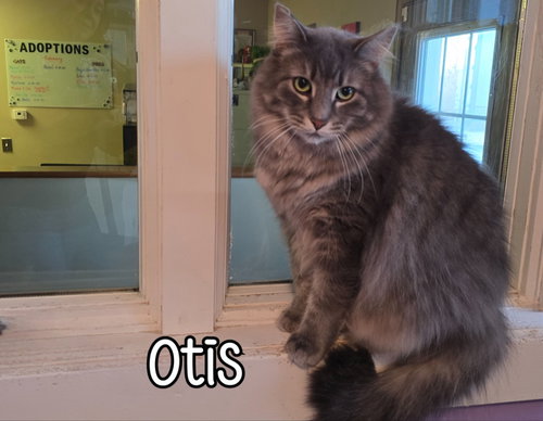 OTIS (BAY BRIDGE #2) - Domestic Medium Hair available for adoption