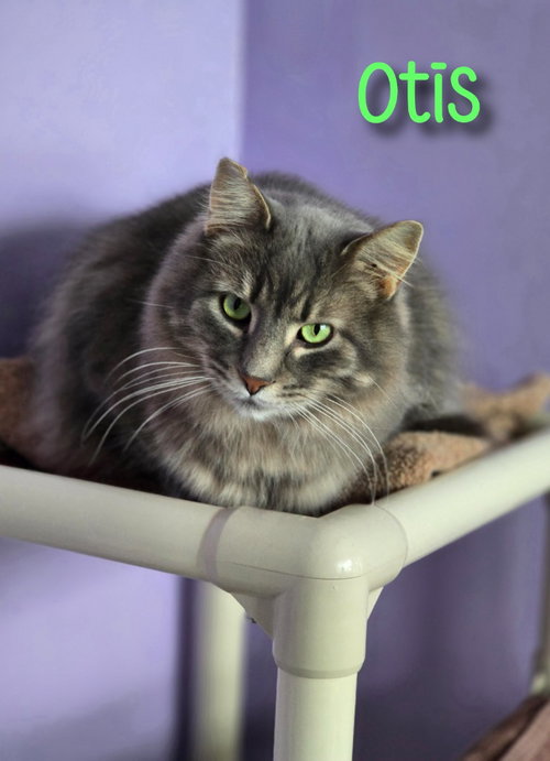 Photo 4 of Otis (Bay Bridge #2)
