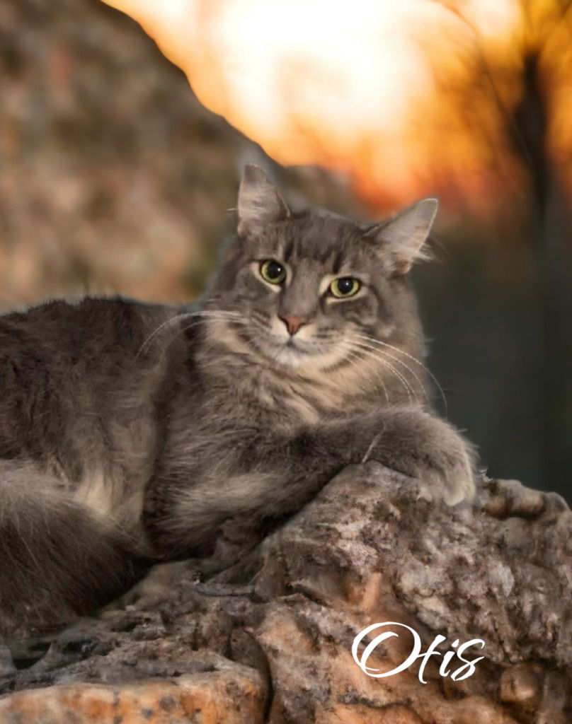 adoptable Cat in Port Clinton, OH named Otis (Bay Bridge #2)