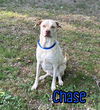 adoptable Dog in Linton, IN named Chase