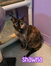 adoptable Cat in , OH named Shawna