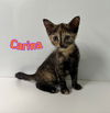 adoptable Cat in Linton, IN named Carina