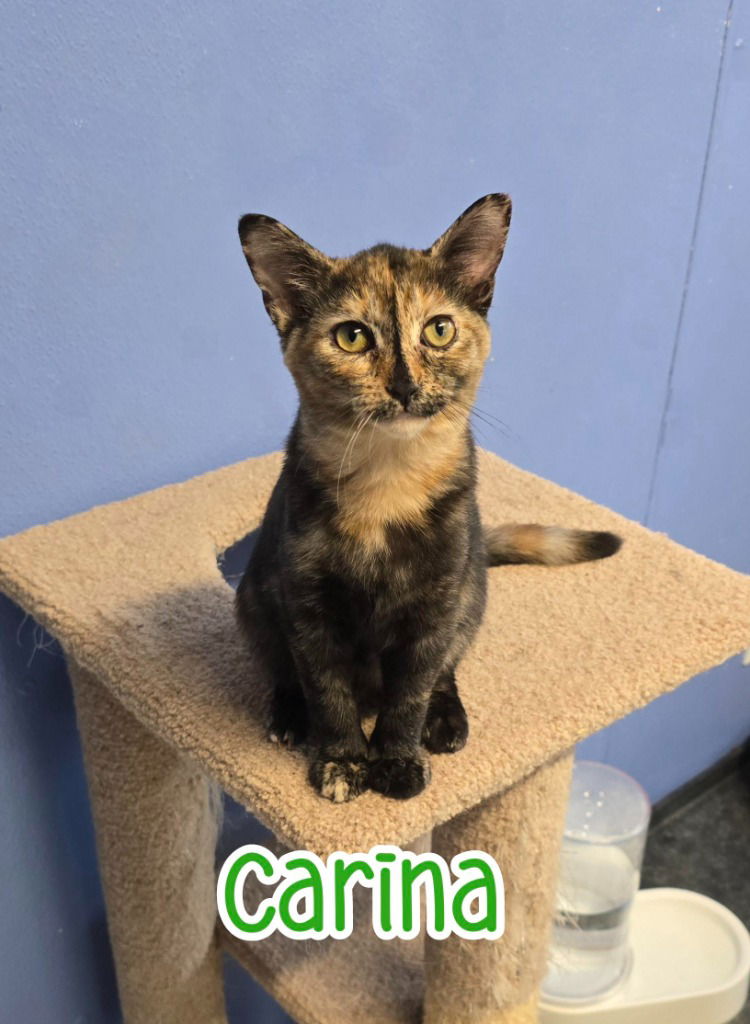 adoptable Cat in Port Clinton, OH named Carina