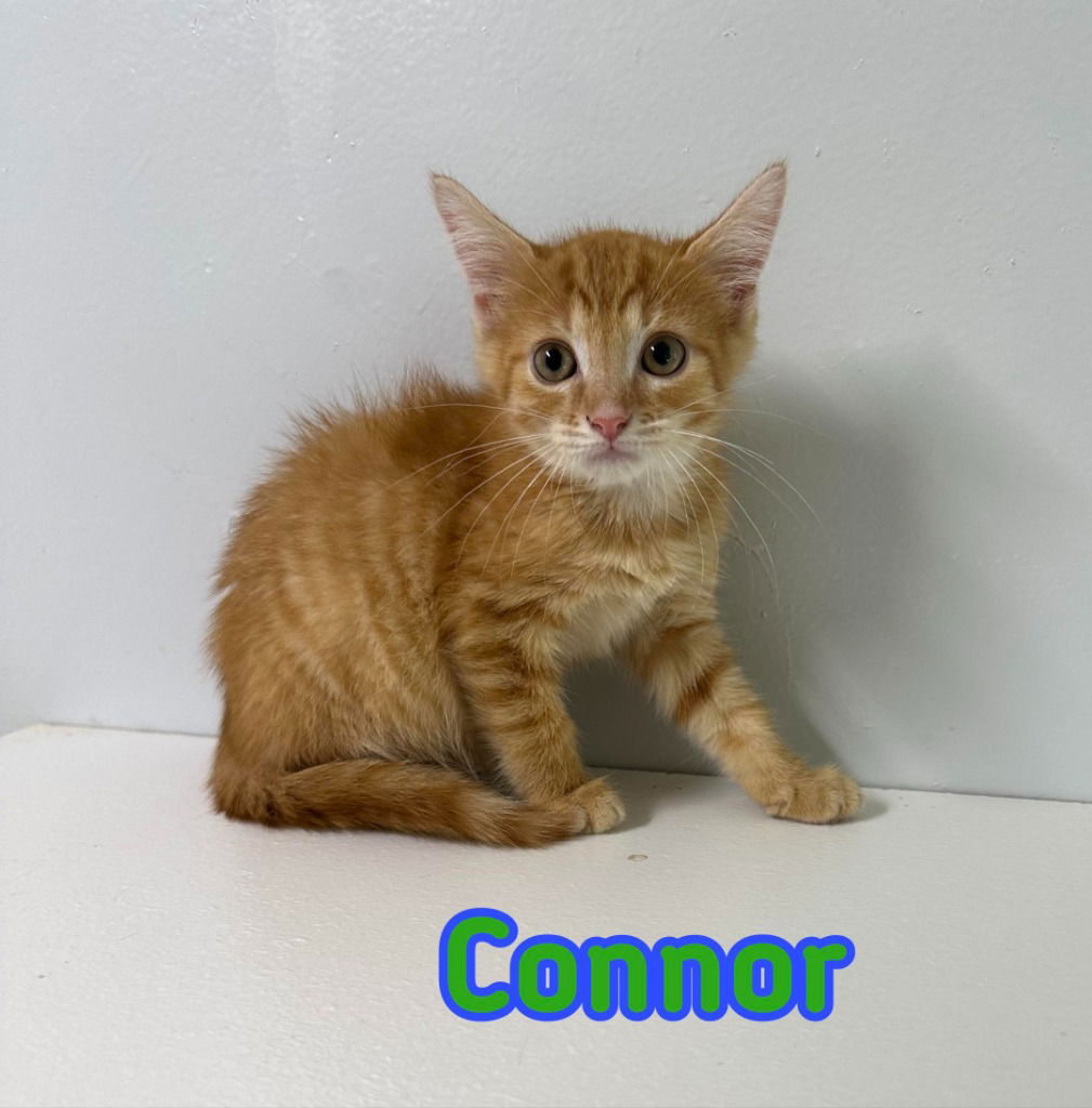 adoptable Cat in Port Clinton, OH named Connor