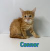 adoptable Cat in Linton, IN named Connor