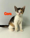 adoptable Cat in Linton, IN named Cora