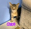 adoptable Cat in Port Clinton, OH named Chloe