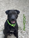 adoptable Dog in  named Louie