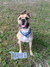 adoptable Dog in  named Tyson