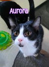 adoptable Cat in Port Clinton, OH named Aurora