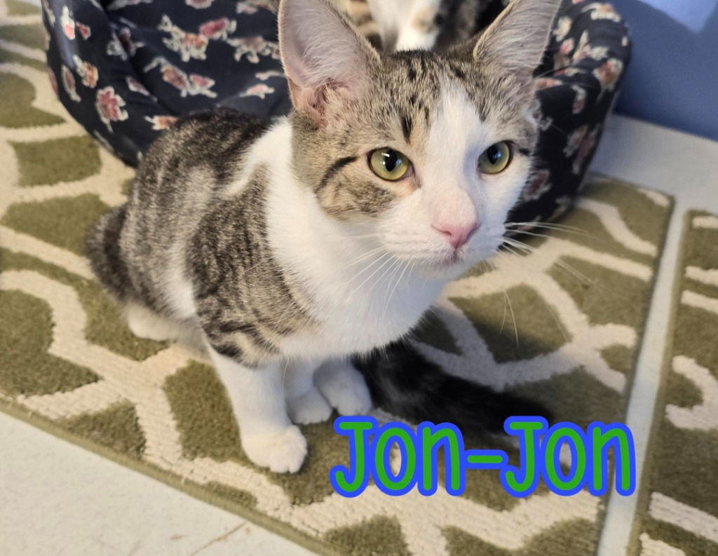 adoptable Cat in Port Clinton, OH named Jon-Jon