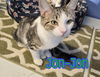 adoptable Cat in Linton, IN named Jon-Jon