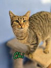 adoptable Cat in clinton, IN named Chi