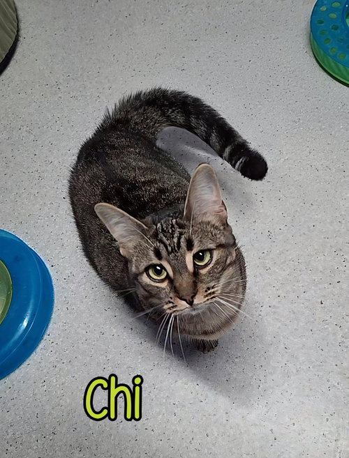 CHI - Domestic Short Hair available for adoption
