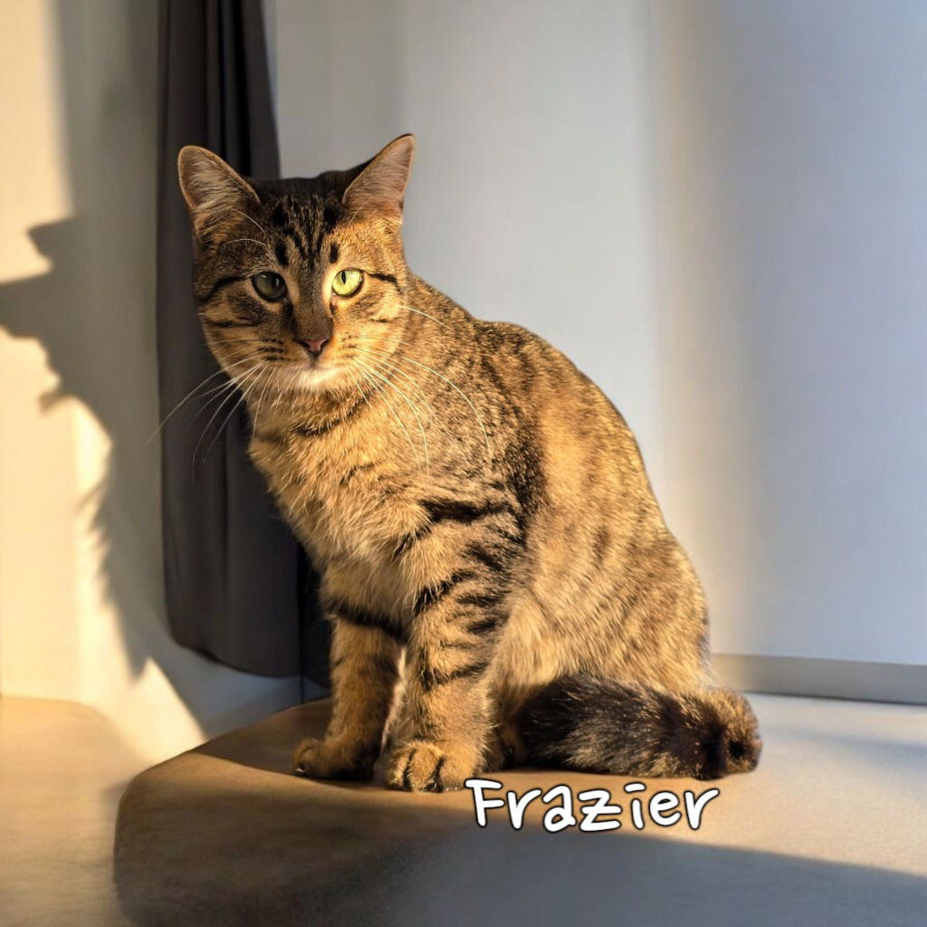 adoptable Cat in Port Clinton, OH named Frazier