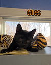 adoptable Cat in linton, IN named Giles