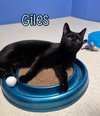 Giles - Photo 2