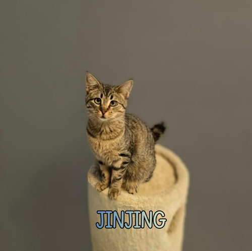 JINJING - Domestic Short Hair available for adoption