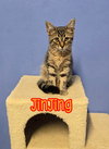 JinJing - Photo 4