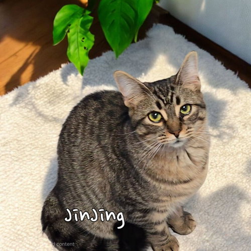 JinJing, Young Domestic Short Hair / Mixed, cat for adoption in Findlay, Ohio