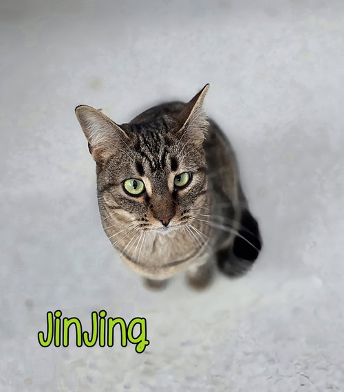 Photo 2 of JinJing