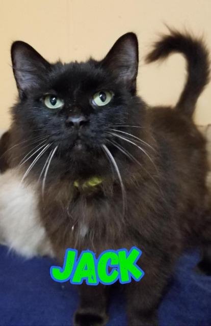 adoptable Cat in Port Clinton, OH named Jack (Blackie/Blackjack)