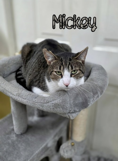 MICKEY - Domestic Short Hair available for adoption