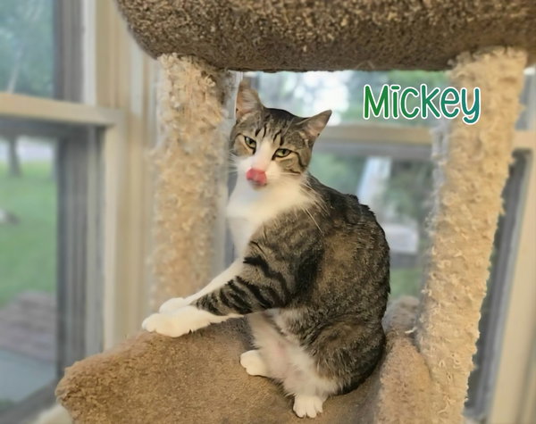 Mickey