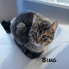 adoptable Cat in Port Clinton, OH named Bing