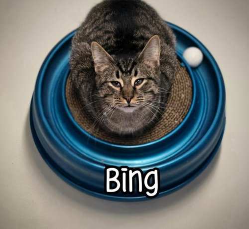 BING - Domestic Short Hair available for adoption